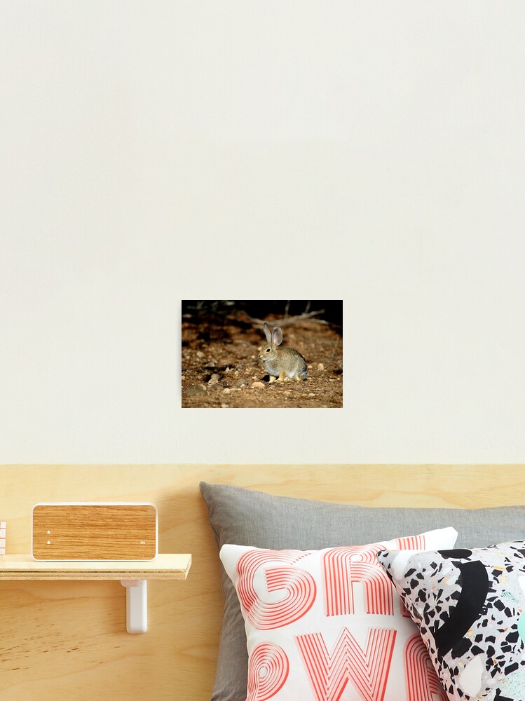 Thumbnail 2 of 3, Photographic Print, Wild Rabbit designed and sold by Eleu Tabares.