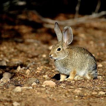 Artwork thumbnail, Wild Rabbit by Eleu Tabares