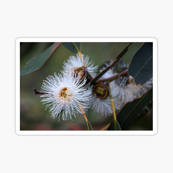 Item preview, Gum Tree Flower by South Australian artist Avril Thomas designed and sold by MagpieSprings.