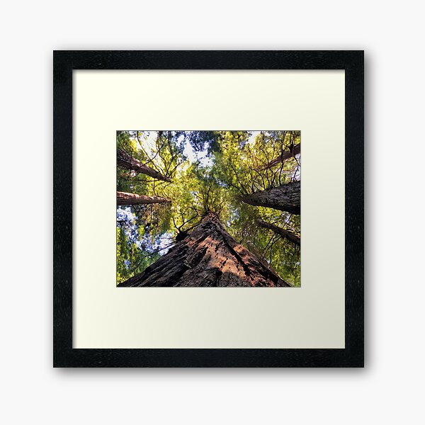 Item preview, Redwood National Forest, California designed and sold by tammyschroder.
