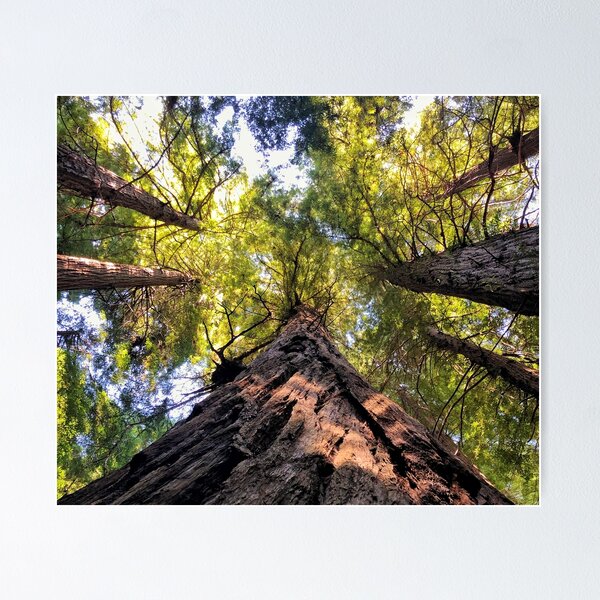 Item preview, Redwood National Forest, California designed and sold by tammyschroder.