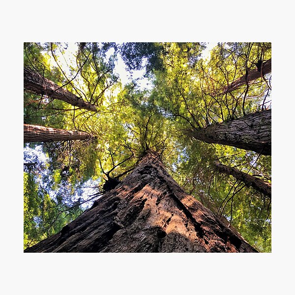 Item preview, Redwood National Forest, California designed and sold by tammyschroder.