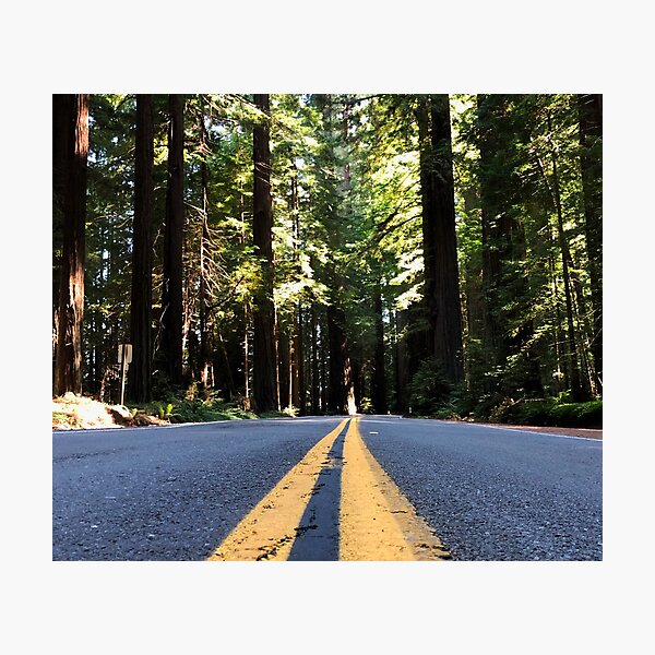 Item preview, Redwood National Forest, California designed and sold by tammyschroder.