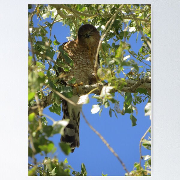 Item preview, Coopers Hawk ~ Camera Ham designed and sold by Luck of the Shutter.