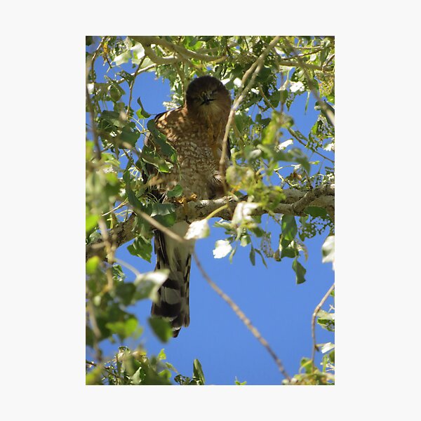 Artikelvorschau, Coopers Hawk ~ Camera Ham entworfen und verkauft von Luck of the Shutter.