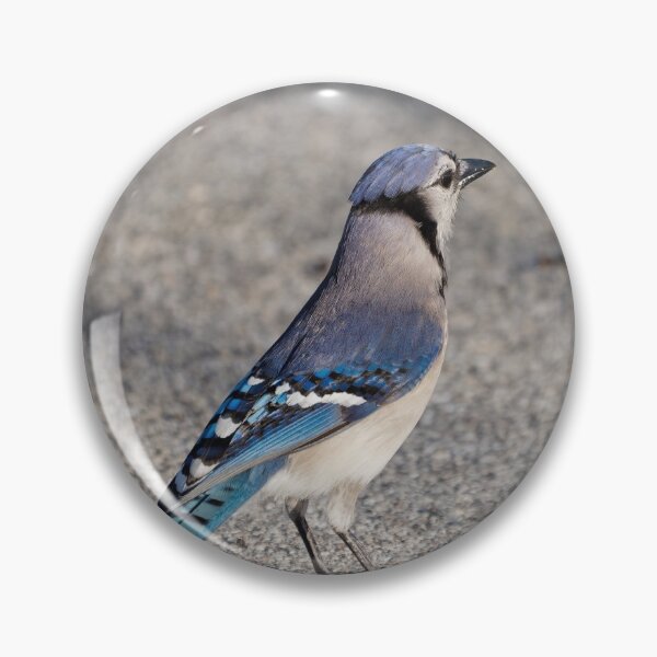 Item preview, Blue Jay in Parking Lot designed and sold by Jill Nightingale.