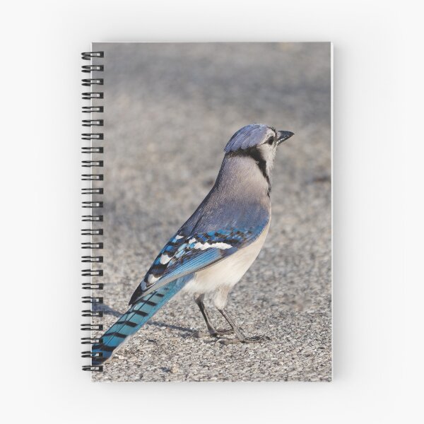 Item preview, Blue Jay in Parking Lot designed and sold by Jill Nightingale.