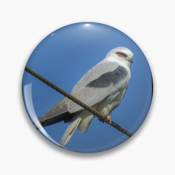 Item preview, Black Shoulder Kite designed and sold by CathsImages.