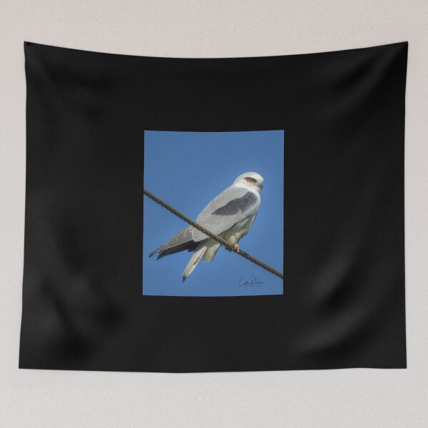 Item preview, Black Shoulder Kite designed and sold by CathsImages.