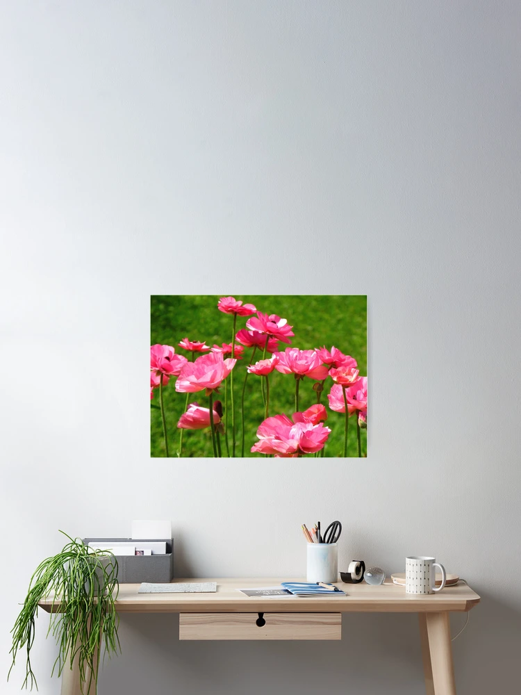 Thumbnail 2 of 3, Poster, Pink Ranunculus #2 designed and sold by Marilyn Harris.