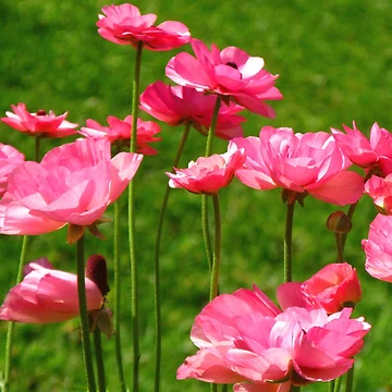 Artwork thumbnail, Pink Ranunculus #2 by Marilyn Harris