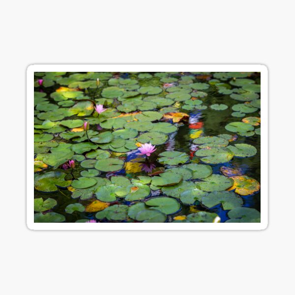 Water Lily Pond Sticker