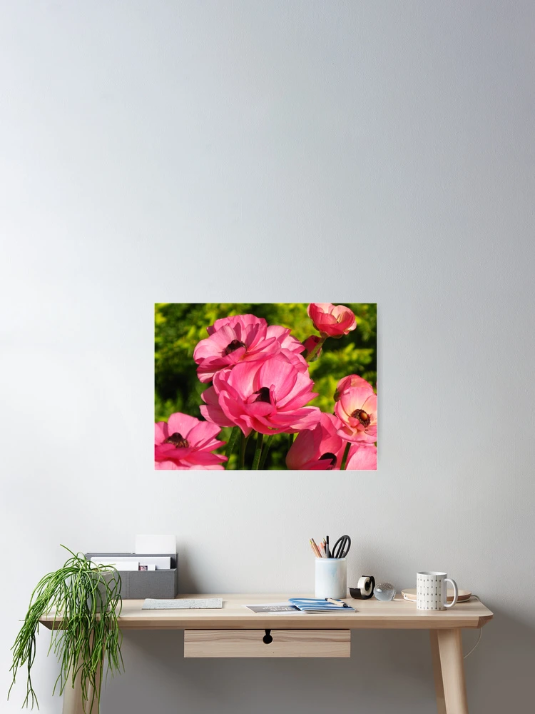 Thumbnail 2 of 3, Poster, Pink Ranunculus #1 designed and sold by Marilyn Harris.