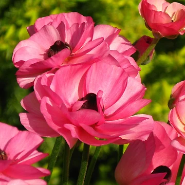 Artwork thumbnail, Pink Ranunculus #1 by Marilyn Harris