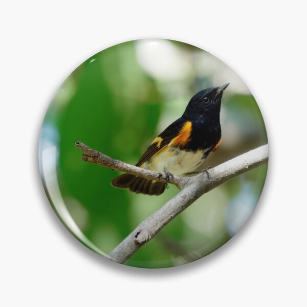 Item preview, Male American Redstart Bird on Branch designed and sold by Jill Nightingale.