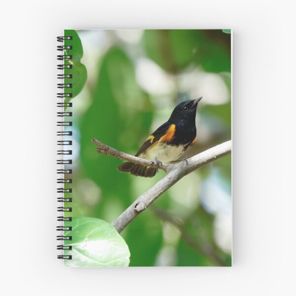 Item preview, Male American Redstart Bird on Branch designed and sold by Jill Nightingale.