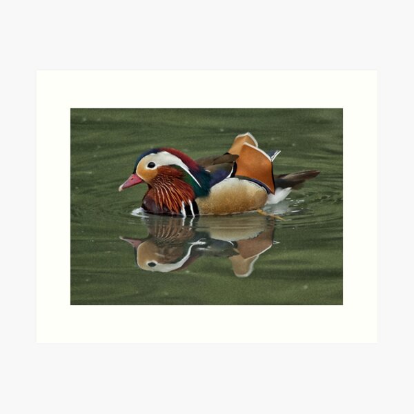 Art Mural Sur Le Theme Canard Mandarin Redbubble