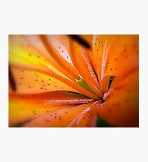 Eye of The Tiger, Lily Photographic Print
