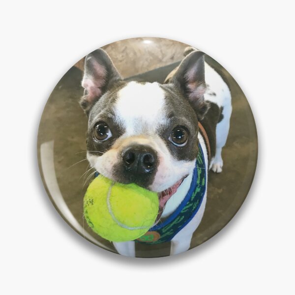 Artikelvorschau, Boston Terrier - Tier (ED01) entworfen und verkauft von Elisabeth Dubois.