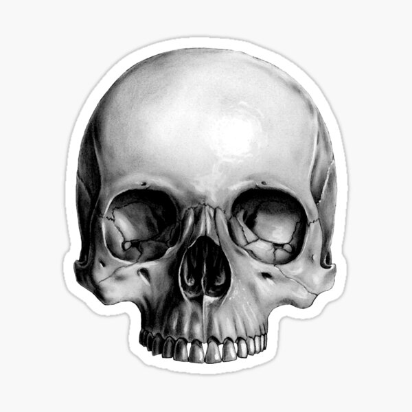 Pencil Sketch Half Skull with Branching Roots and Flower Vinyl Decal  Sticker 8 Exterior Accessories  Amazon Canada