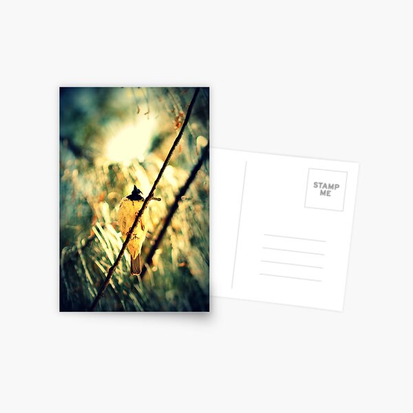 Branch Birdie Postcard
