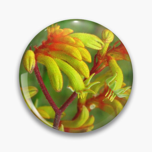 Item preview, Australian Kangaroo Paw “Gold Velvet” designed and sold by Marilyn Harris.