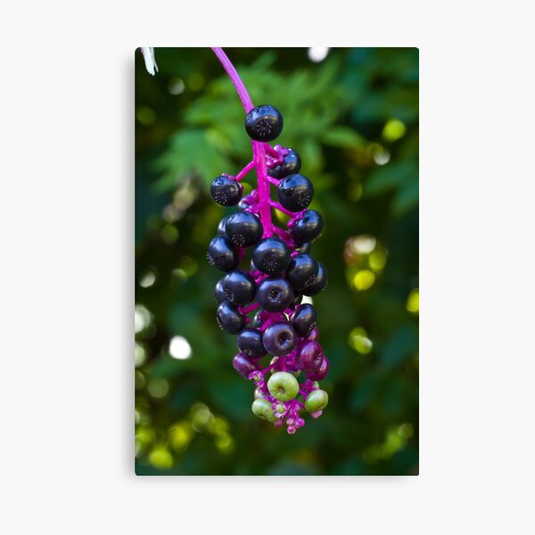 Item preview, Berries On A Vine designed and sold by Tom Gotzy.