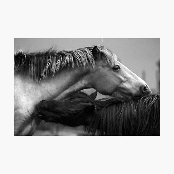 Aperçu de l'œuvre Poneys noir et blanc créée et vendue par jamieleigh.