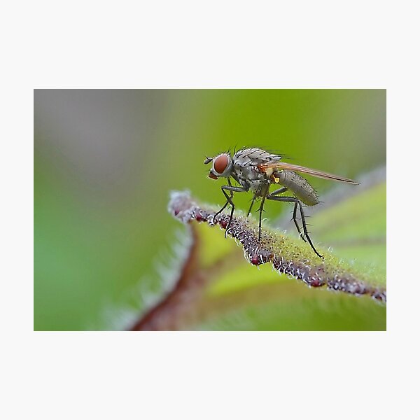 Item preview, Macro Fly designed and sold by relayer51.