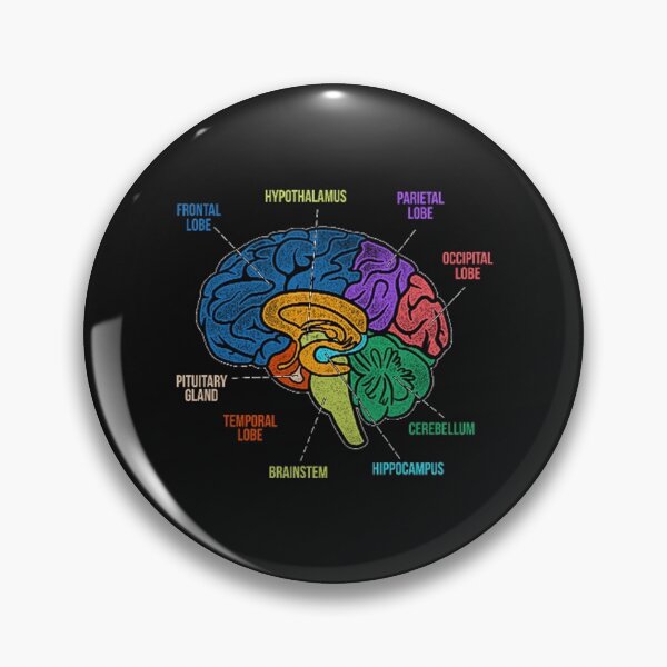 Item preview, Parts Of the Brain Colorful Diagram Neurology designed and sold by Trendy POP.