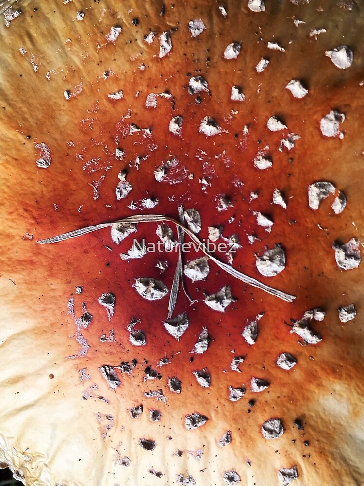 Diamonds on mushroom by Naturevibez