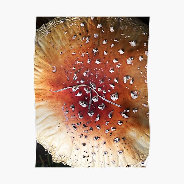 Diamonds on mushroom Poster
