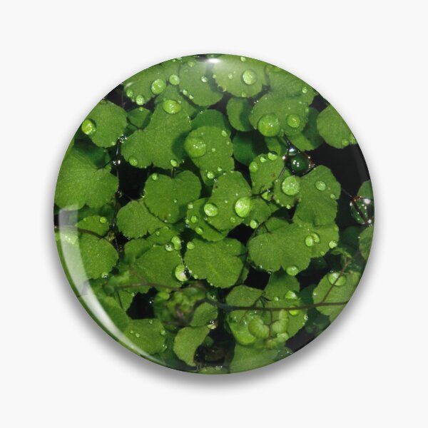 Item preview, Raindrops On Maidenhair designed and sold by GP1746.