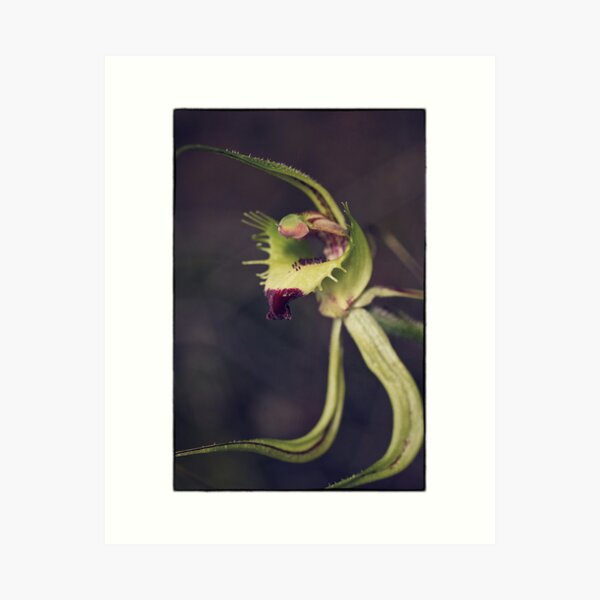 Caladenia attigens subsp attigens Art Print