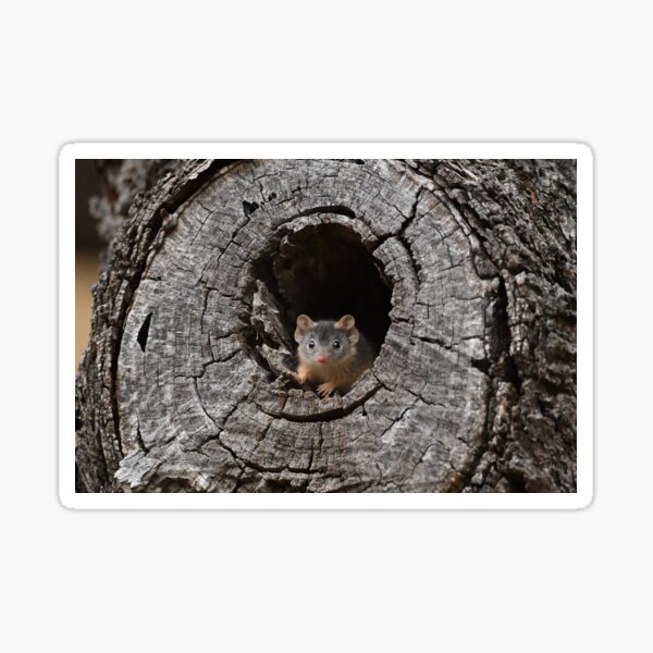 Yellow-footed Antechinus baby 2 Sticker