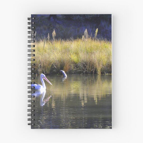 Item preview, Pelican at Tidbinbilla - Canberra ecotourism experiences designed and sold by chijude.