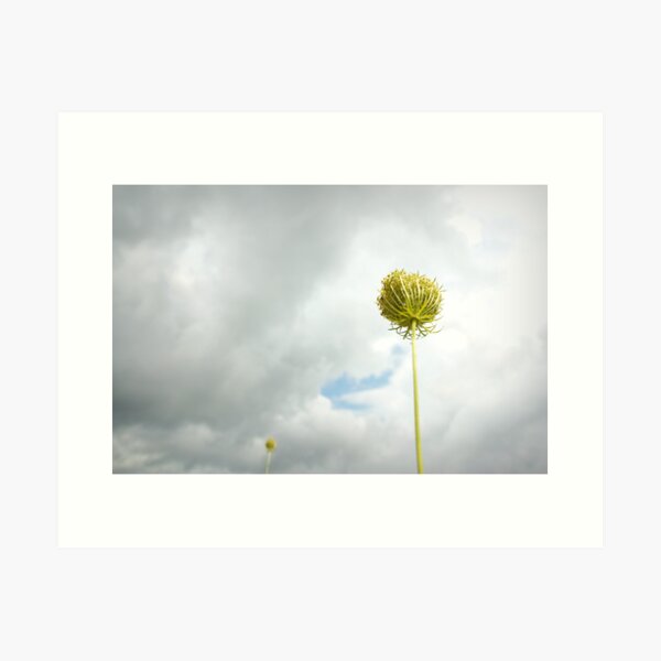 queen anne Art Print