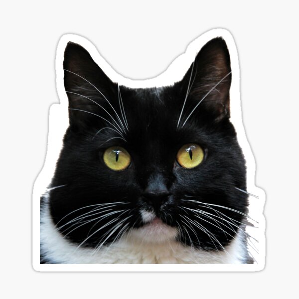 Cute Kawaii Black and White Tuxedo Cat Sticker