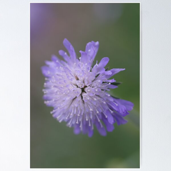 Item preview, Acerico Scabiosa designed and sold by Jennifer Roach.