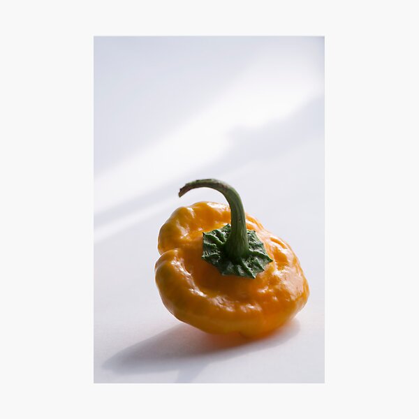 Scotch Bonnet Pepper Photographic Print