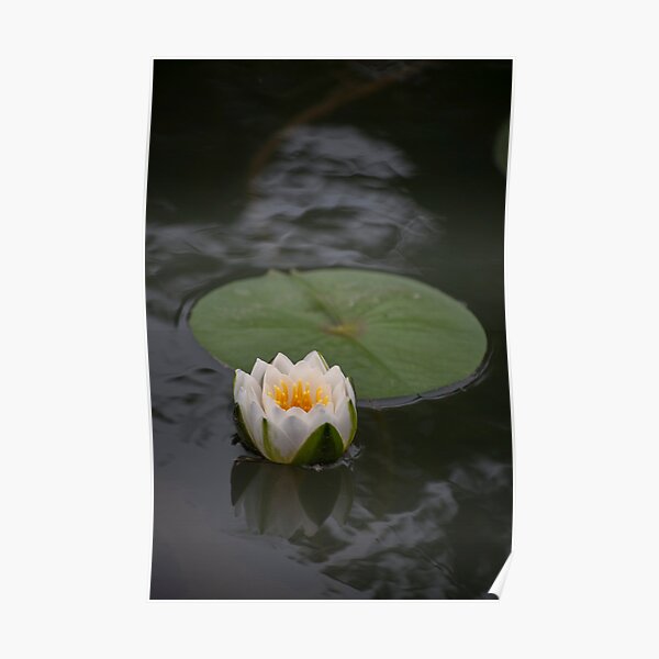 White Water Lily Poster