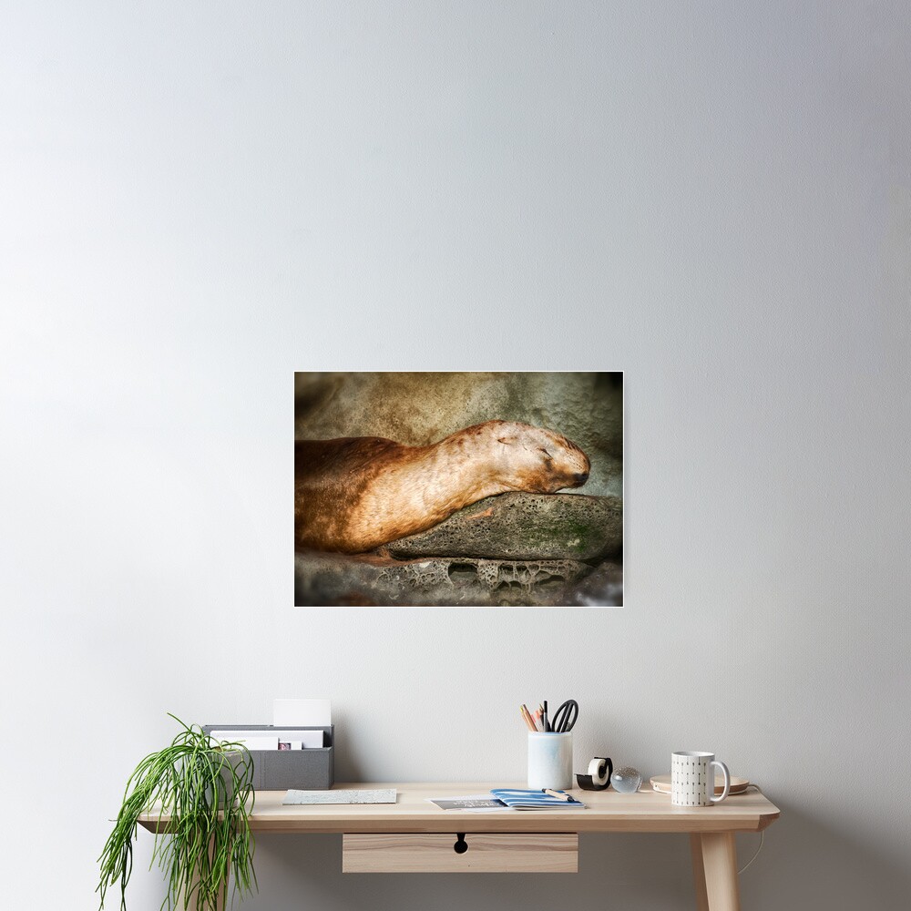Nap Time on the Belle Chain Poster
