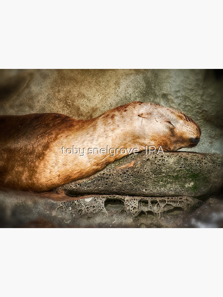 Nap Time on the Belle Chain by tobysnelgrove