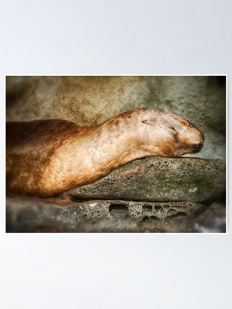 Alternate view of Nap Time on the Belle Chain Poster