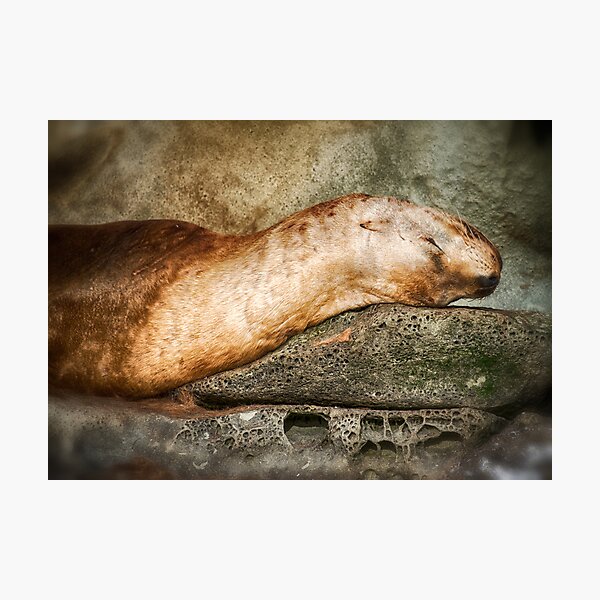 Nap Time on the Belle Chain Photographic Print