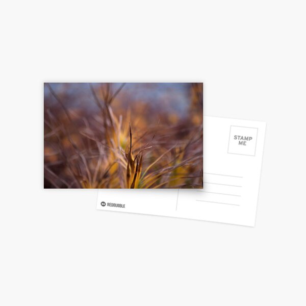 Color! Fall grasses at the Chicago Botanic Garden Postcard