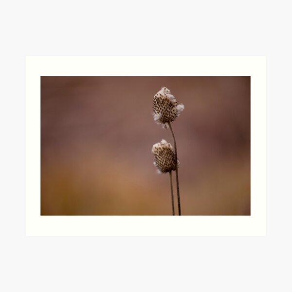 Fall at the Chicago Botanic Garden Art Print