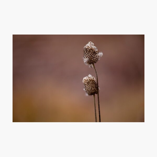 Fall at the Chicago Botanic Garden Photographic Print