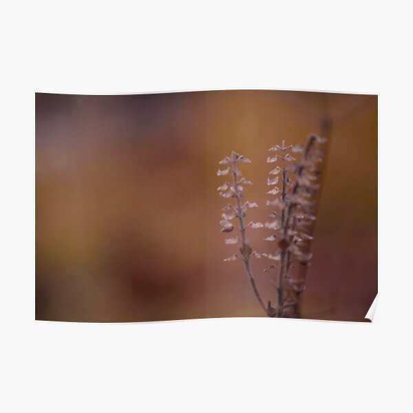 Fall at the Chicago Botanic Garden Poster