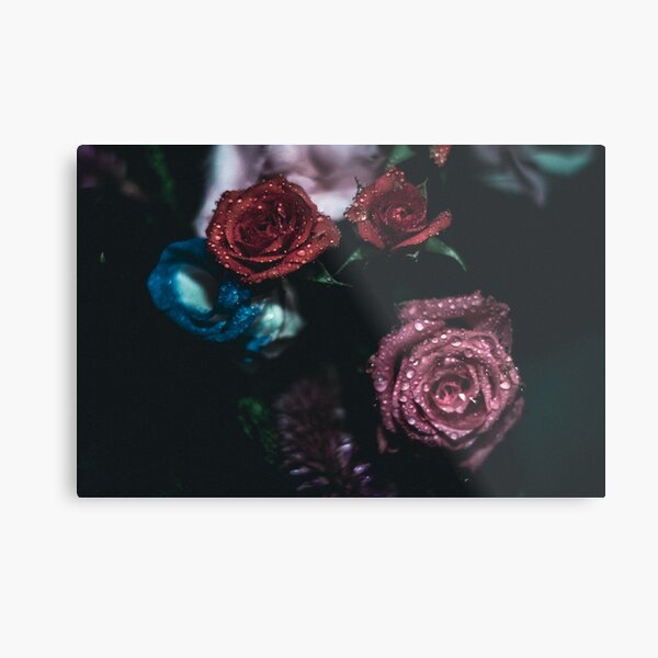Rainy roses Metal Print